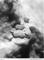 Historisches Foto von Galatheoidea indet. (NHMW-AFW-GEO-BACHMAYER-FOTO-1990-0041-1169)